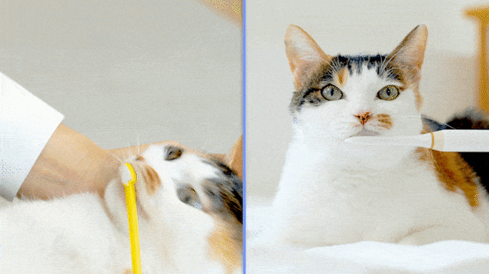 Cat electric toothbrush discount