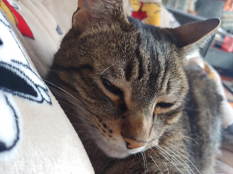 Help Fund The Frederick Cat Cafe Indiegogo
